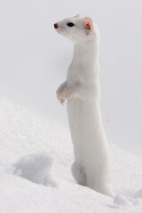 ermine