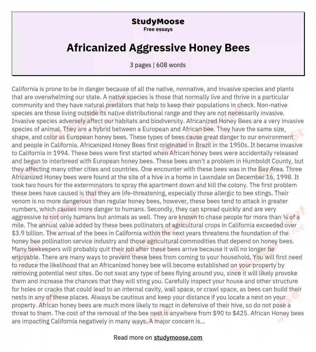 Africanized Aggressive Honey Bees essay