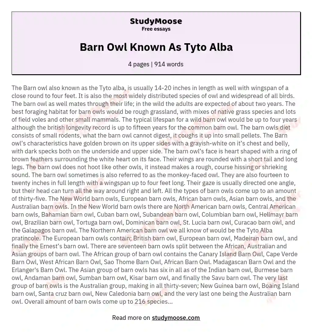 Barn Owl Known As Tyto Alba essay
