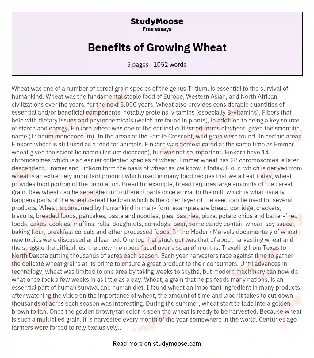 Benefits of Growing Wheat essay