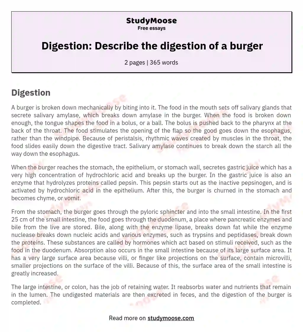 Digestion: Describe the digestion of a burger essay