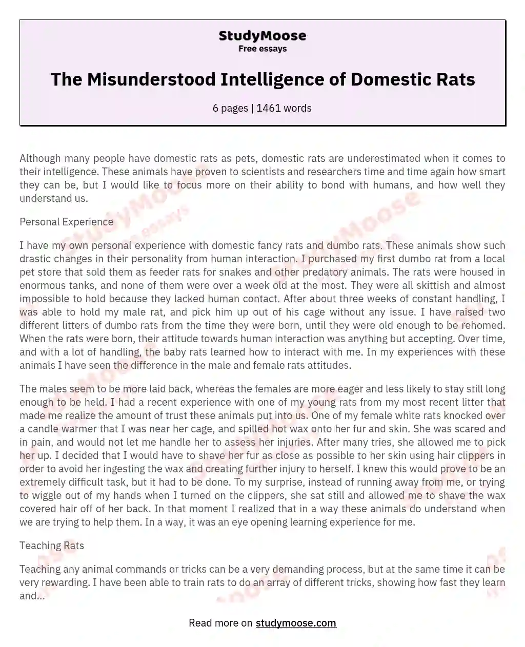 The Misunderstood Intelligence of Domestic Rats essay