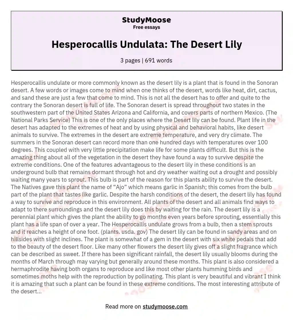 Hesperocallis Undulata: The Desert Lily essay