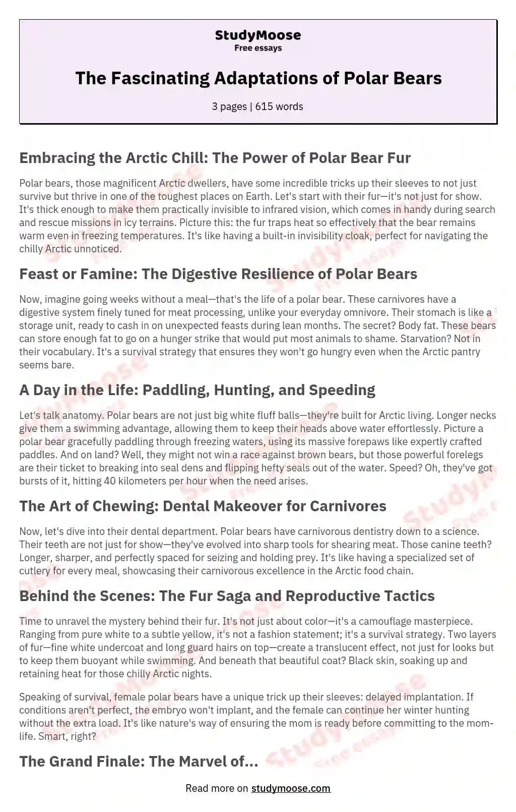 The Fascinating Adaptations of Polar Bears essay