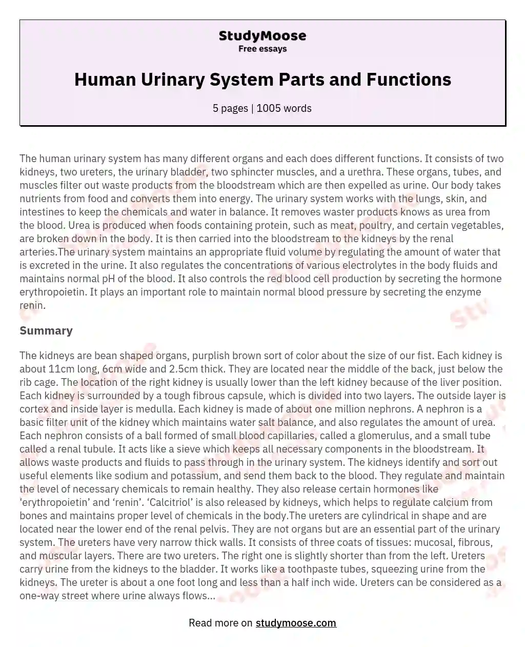 Human Urinary System Parts and Functions essay