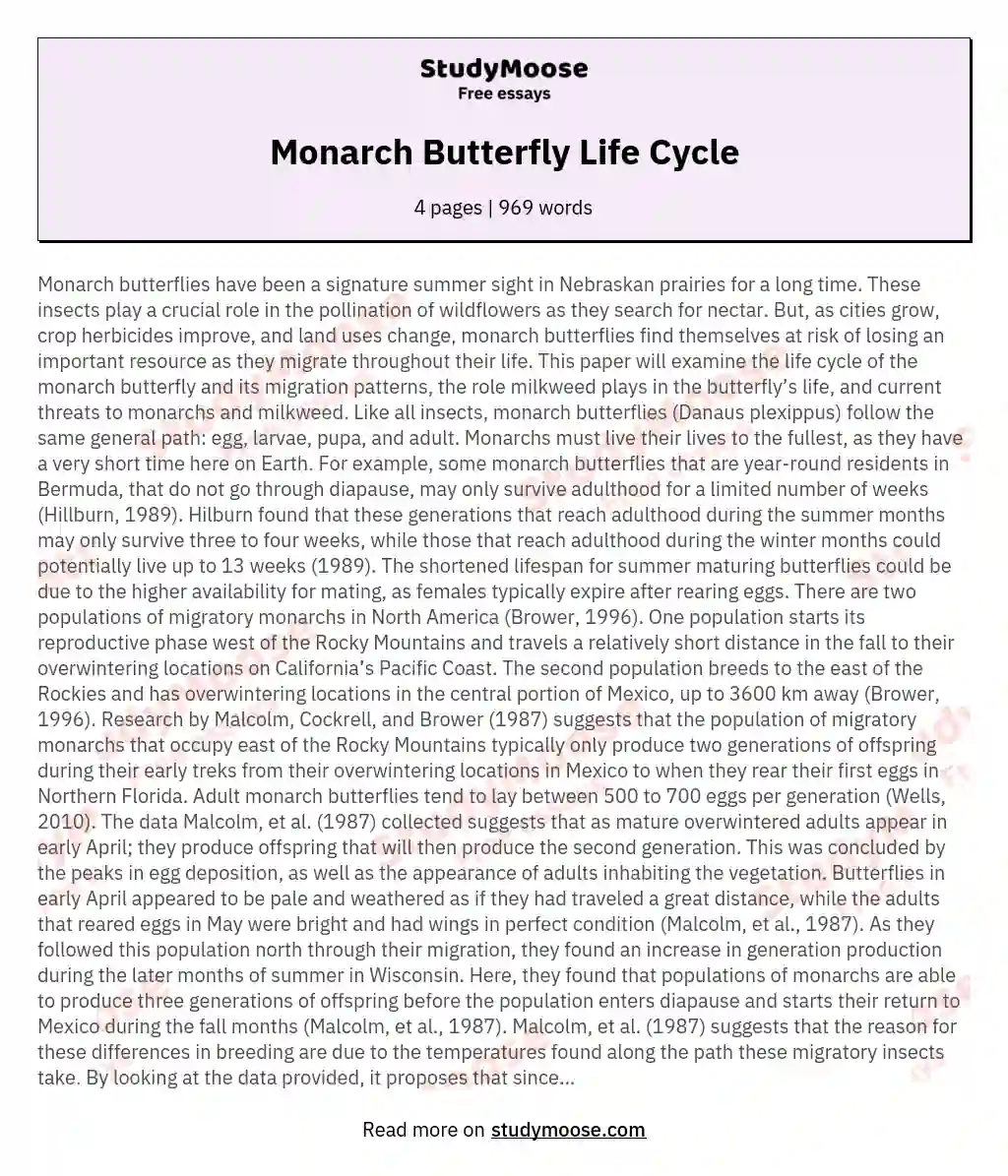 Monarch Butterfly Life Cycle essay