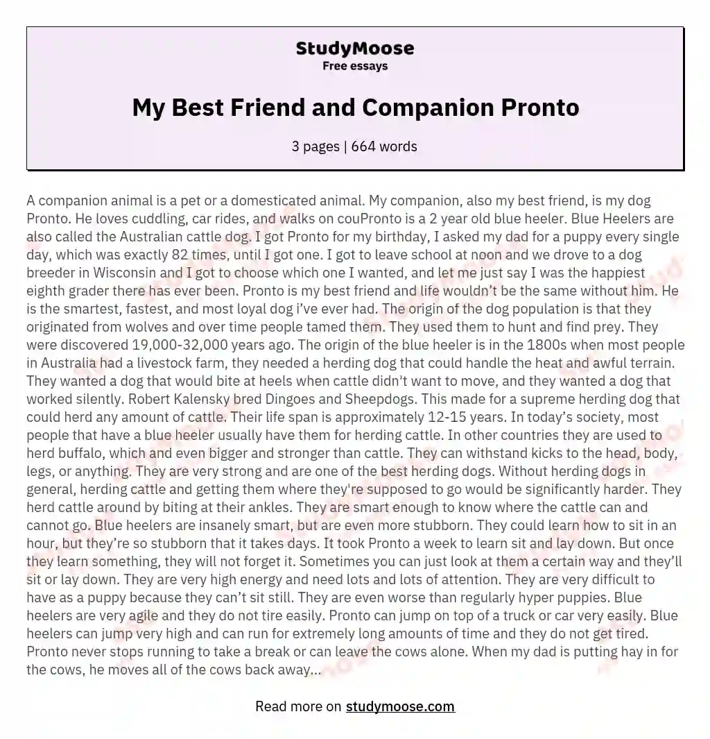My Best Friend and Companion Pronto essay