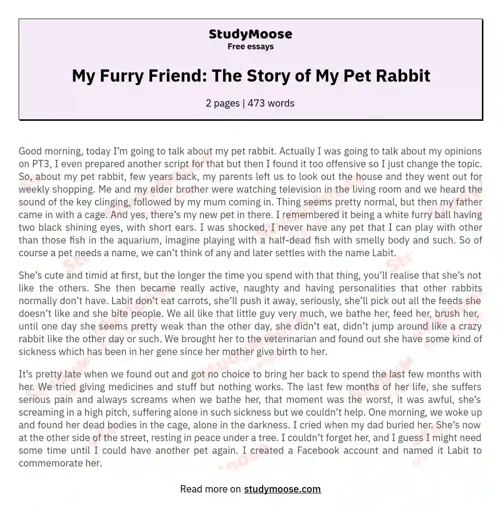 My Furry Friend: The Story of My Pet Rabbit essay