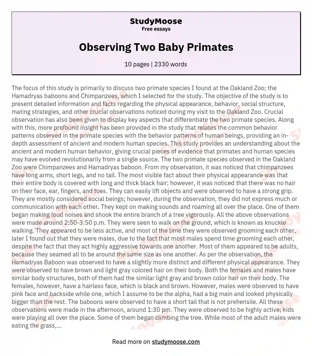 Observing Two Baby Primates essay