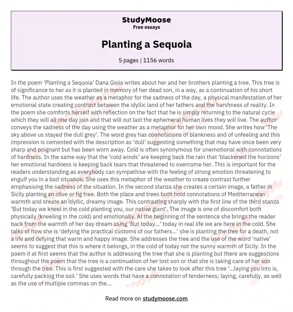 Planting a Sequoia