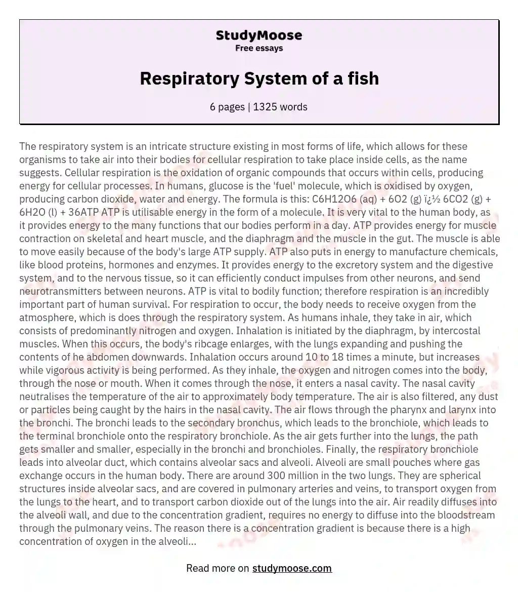 our respiratory system essay