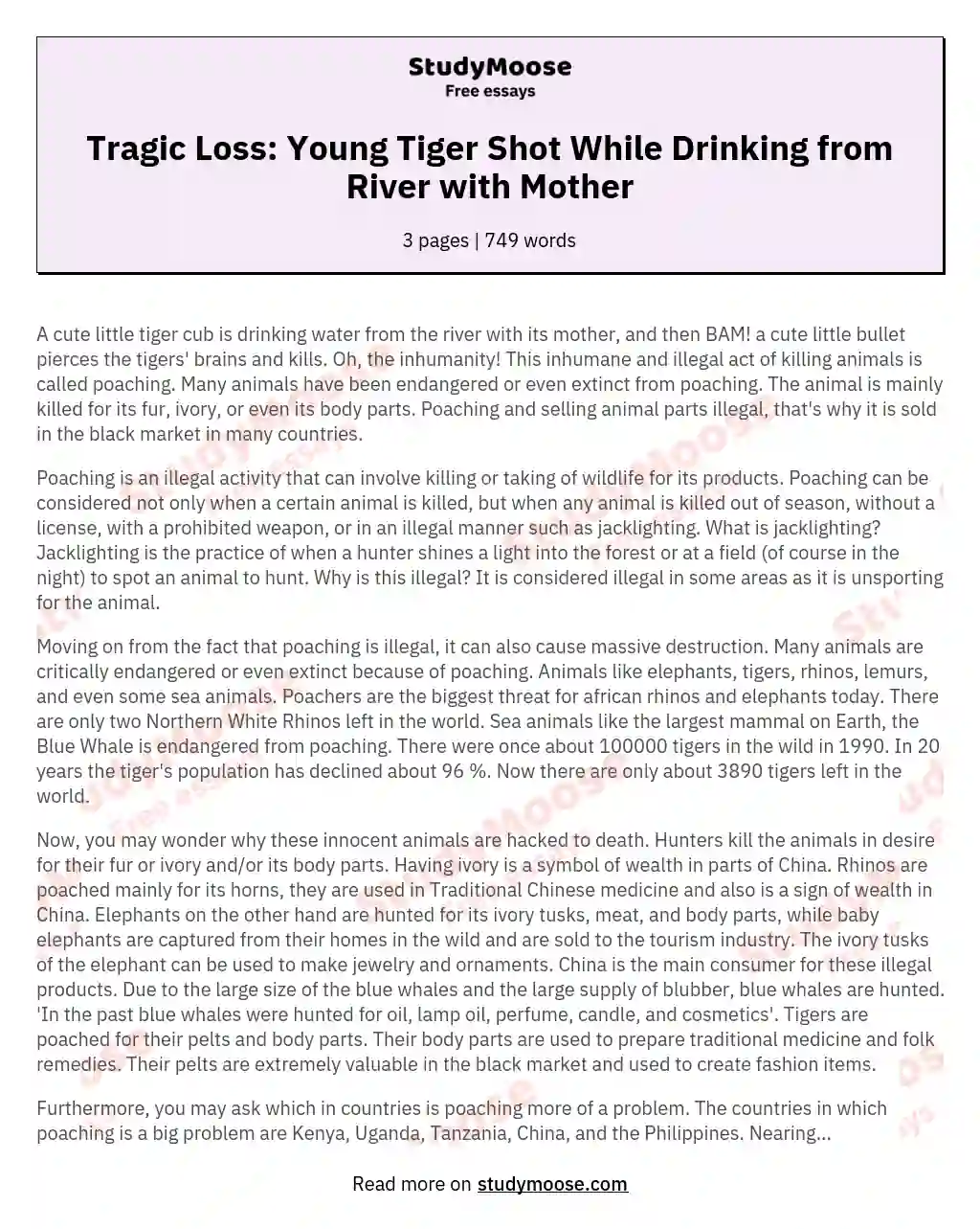Tragic Loss: Young Tiger Shot While Drinking from River with Mother essay