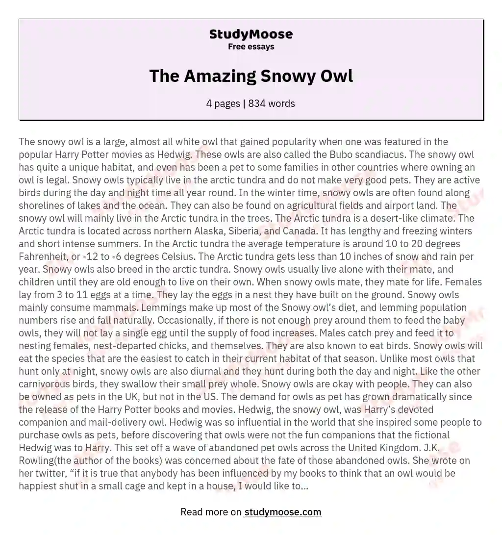 The Amazing Snowy Owl essay