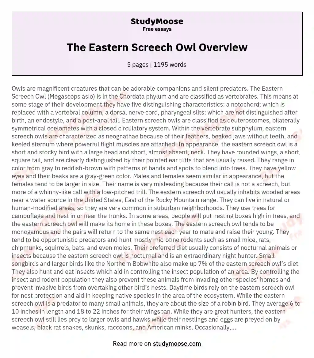 The Eastern Screech Owl Overview essay