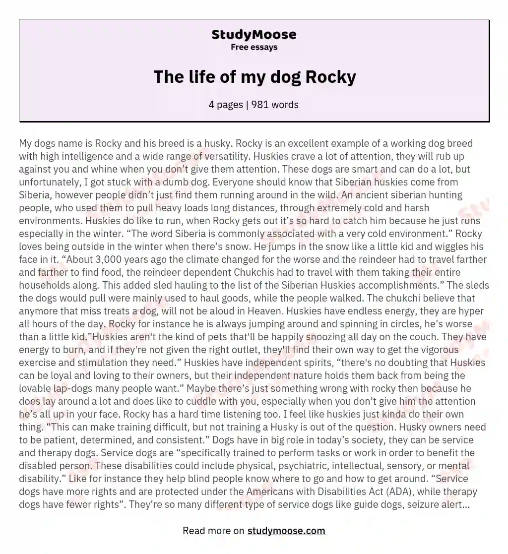 The life of my dog Rocky essay