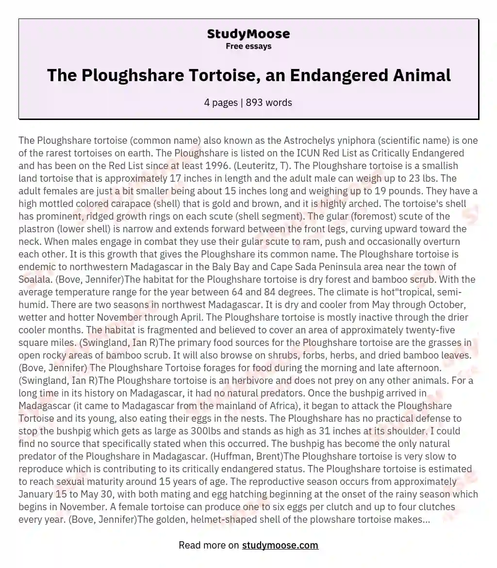 The Ploughshare Tortoise, an Endangered Animal essay
