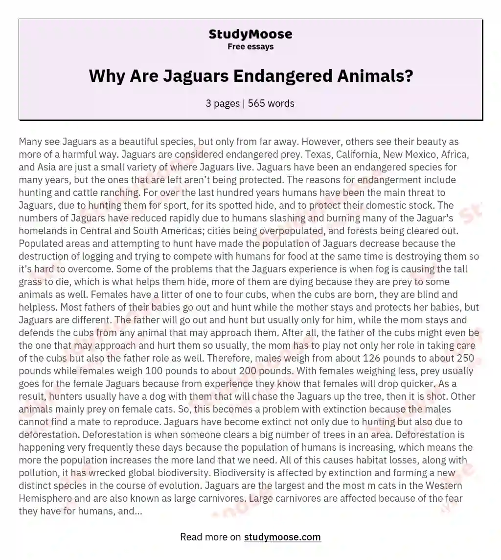 Why Are Jaguars Endangered Animals? Free Essay Example