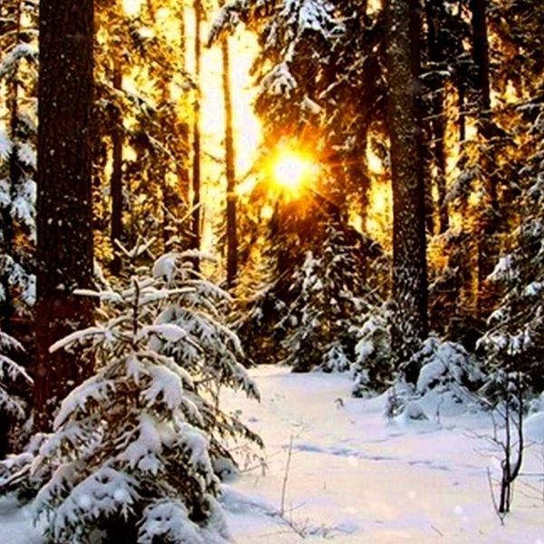 A Winter Morning Essay Examples