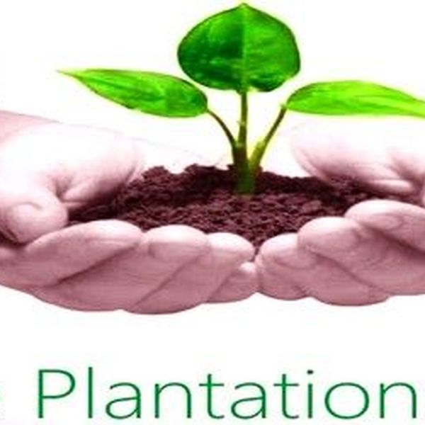 Advantages Of Tree Plantation Essay Examples