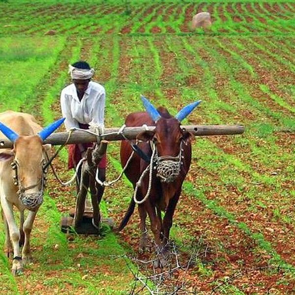 Agriculture In India Essay Examples
