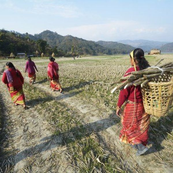 Agriculture In Nepal Essay Examples
