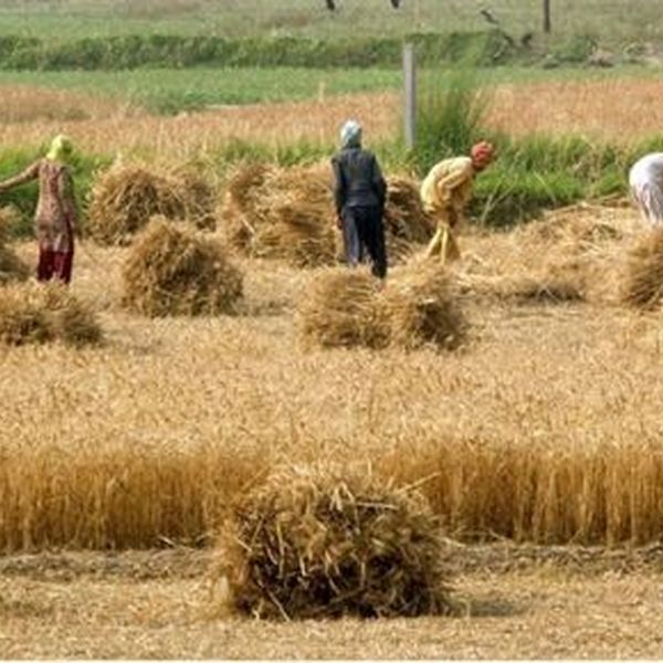 Agriculture In Pakistan Essay Examples