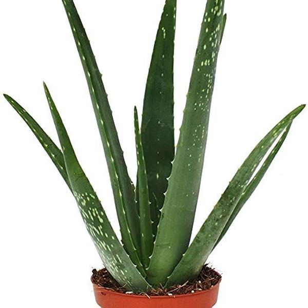 Aloe Vera Plant Essay Examples