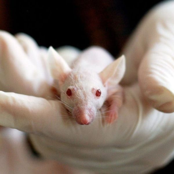 Animal Testing Should Be Banned Essay Examples
