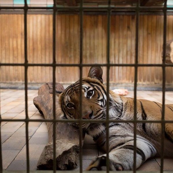 Animals Behind Bars Essay Examples