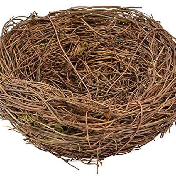 Birds Nest Essay Examples
