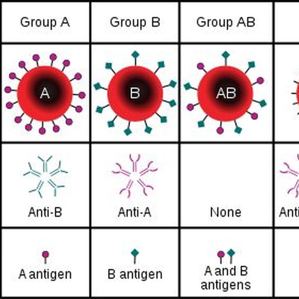 Blood Groups Essay Examples