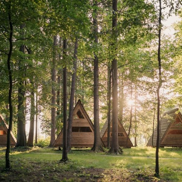 Camping In The Forest Essay Examples