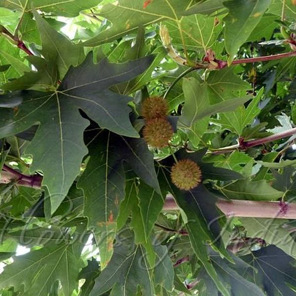 Chinar Tree Essay Examples