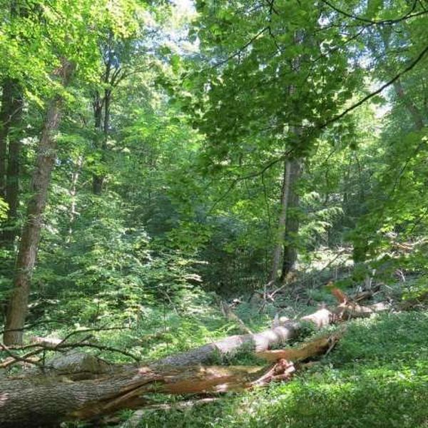 Forest conservation essay