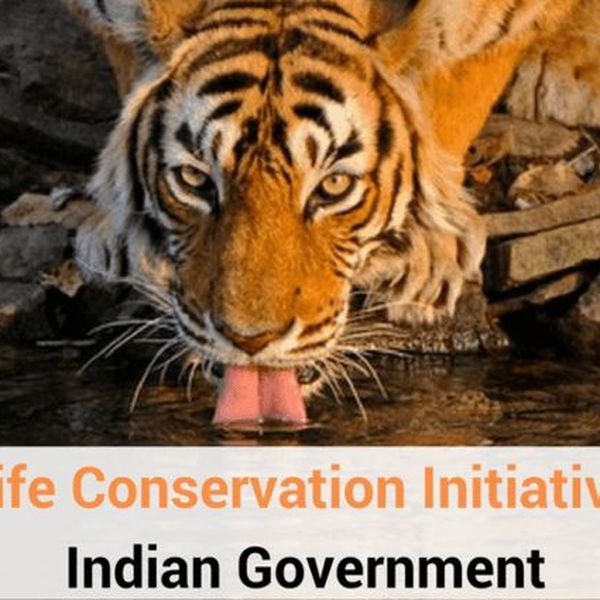 Conservation Of Wildlife In India Essay Examples