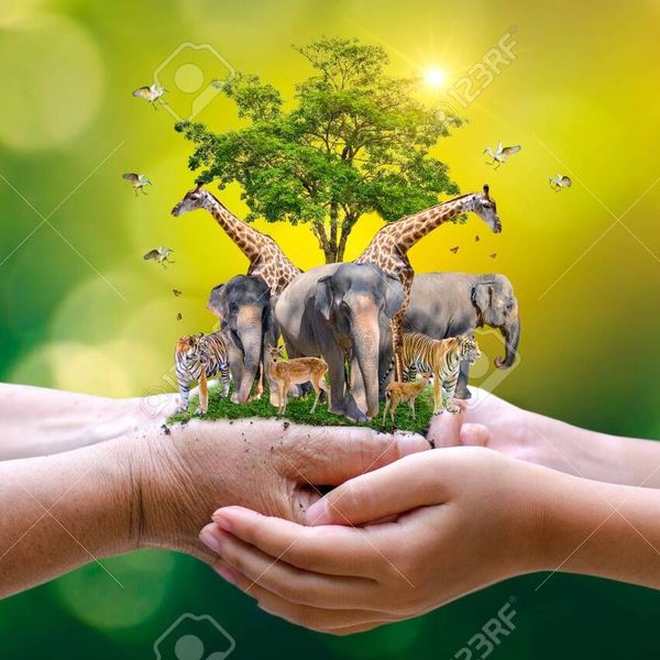 Conserve Wildlife Essay Examples