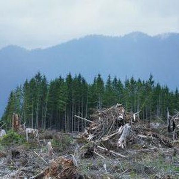 Dangers Of Deforestation Essay Examples