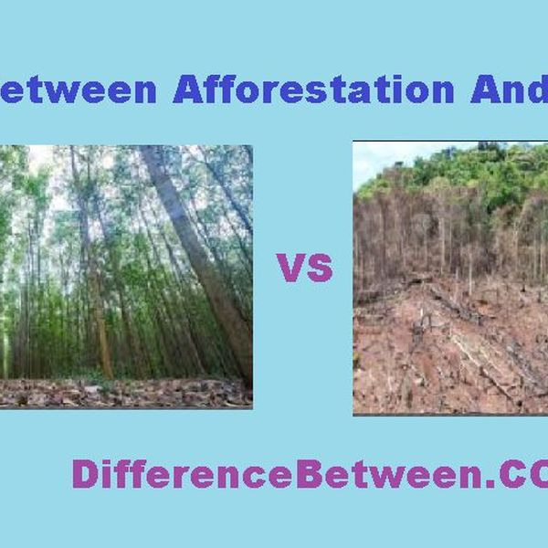 Deforestation And Afforestation Essay Examples