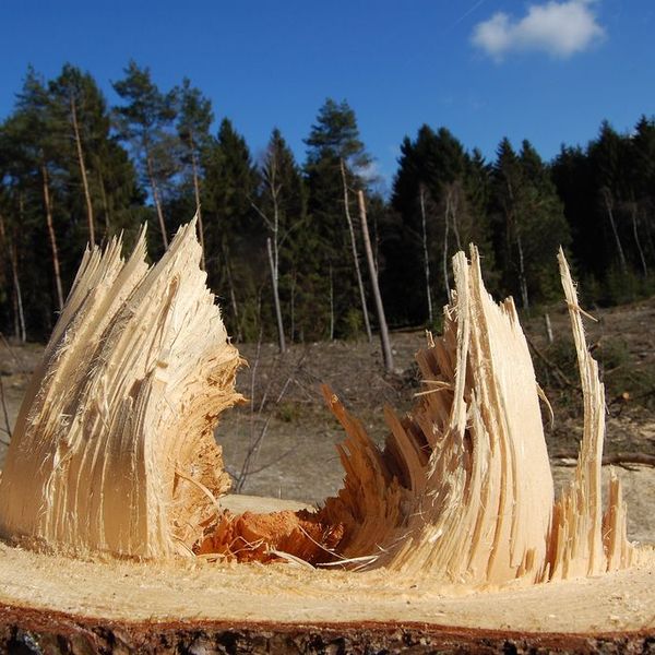 Deforestation Is Necessary For Development Essay Examples