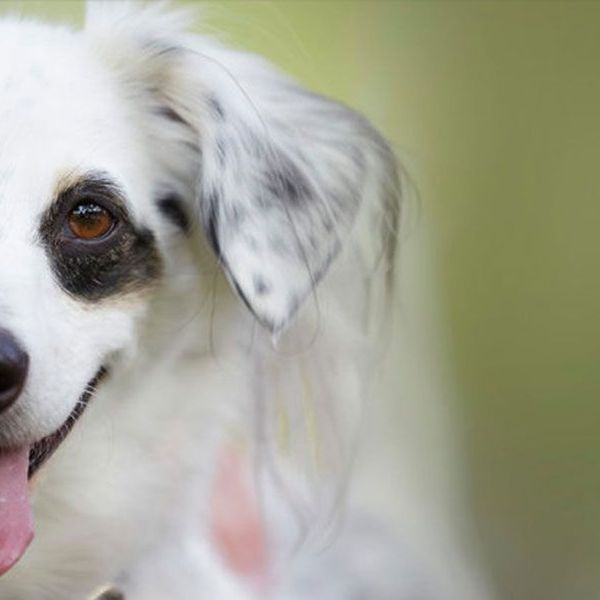 Dogs Essay Examples