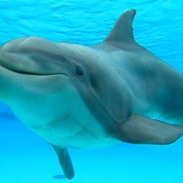 Dolphin Essay Examples