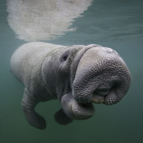 Endangered Animal Essay Examples