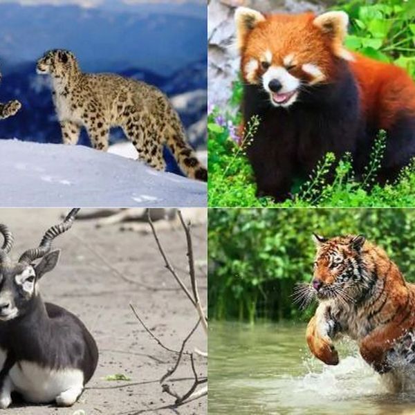Endangered Animals In India Essay Examples