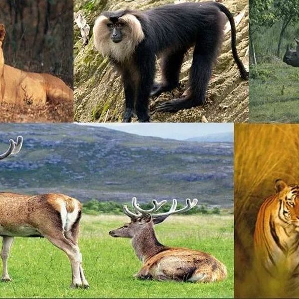 Endangered Species In India Essay Examples