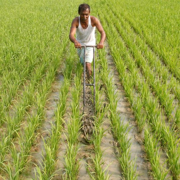 Farmers In India Essay Examples
