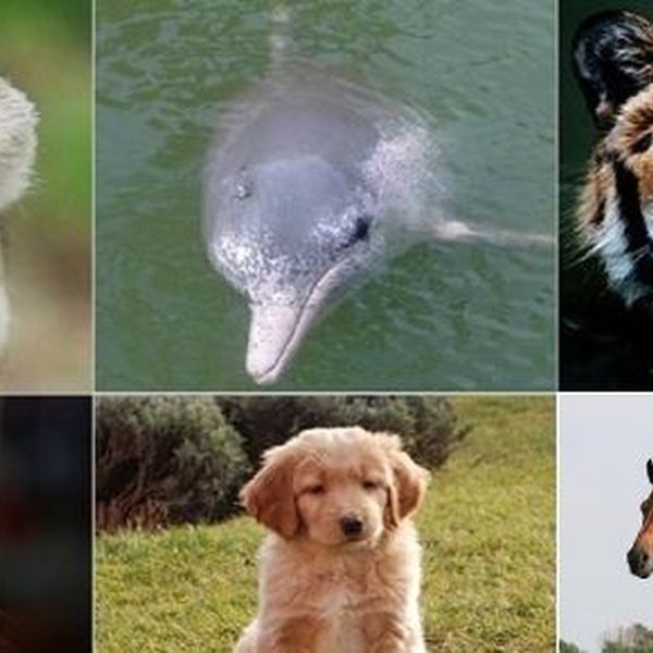 Favorite Animal Essay Examples