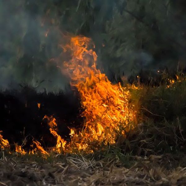 Forest Fire Regenerates The Ecology Essay Examples