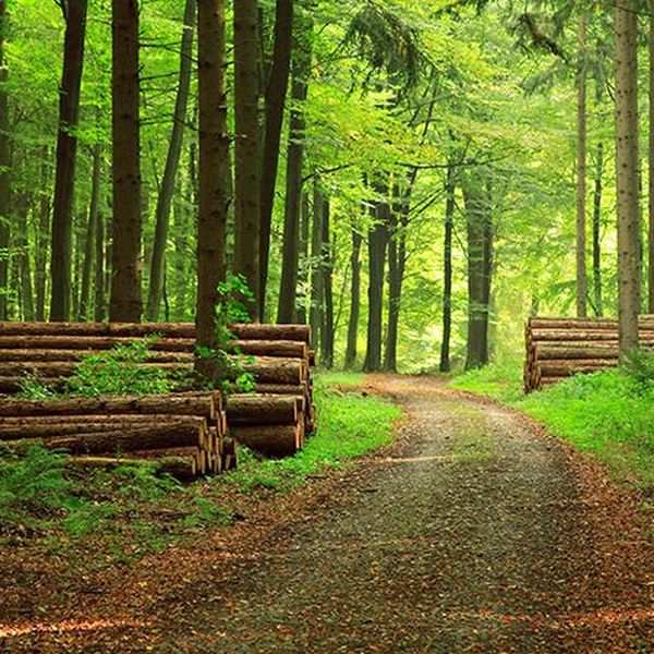 Forestry Essay Examples