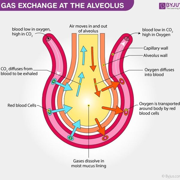 Gaseous Exchange Essay Examples