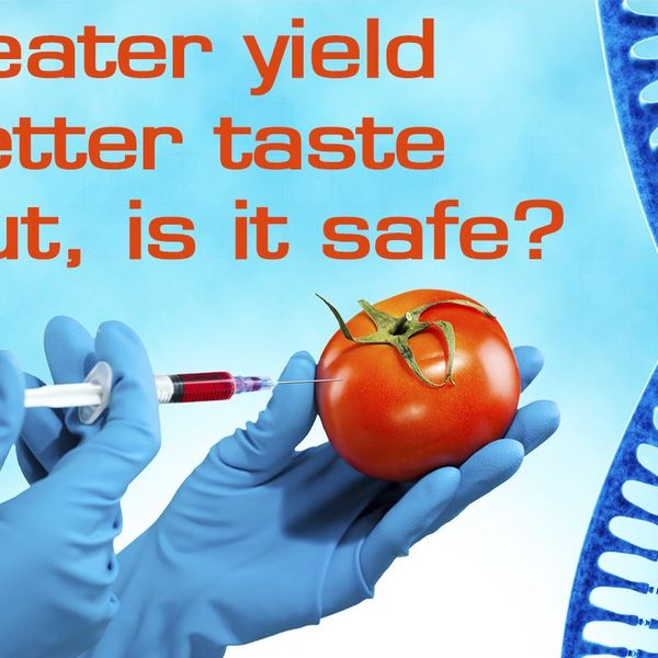 Genetic Engineering In Food Production Essay Examples